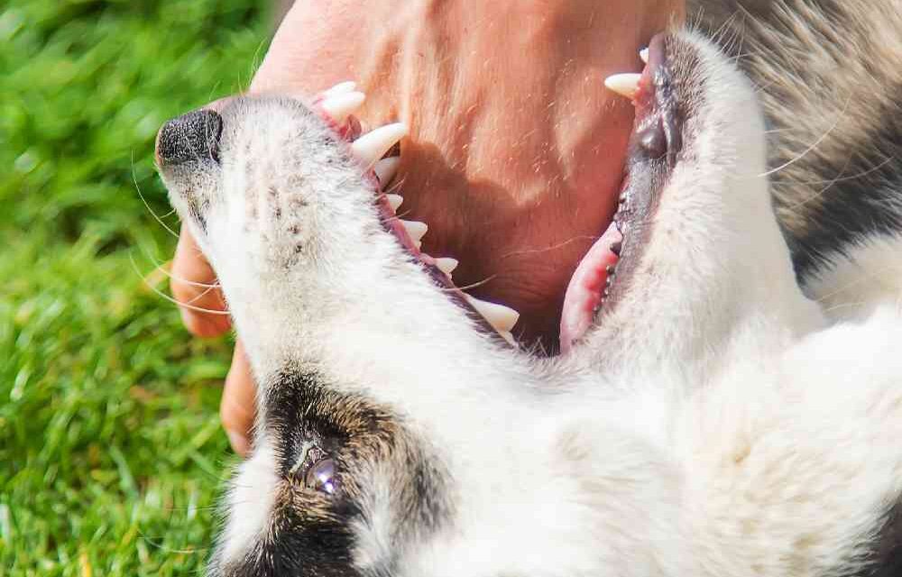 When Should You Seek Help from a Minneapolis Dog Bite Attorney?